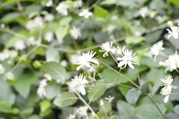 Vita Blommor Clematis Eller Clematis Vitalba Busk Clematis Vitalba Klätterbuske — Stockfoto