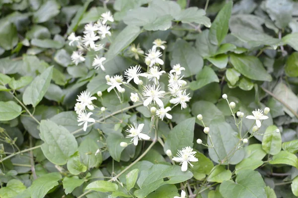 Weiße Blüten Von Clematis Oder Clematis Vitalba Einem Strauch Clematis — Stockfoto