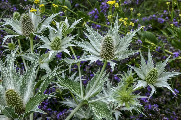 Dísztenger Magyal Virágok Növény Virágok Ametiszt Tenger Magyal Eryngium Ametisztinum — Stock Fotó