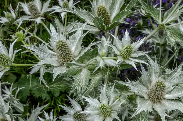 Dísztenger Magyal Virágok Növény Virágok Ametiszt Tenger Magyal Eryngium Ametisztinum — Stock Fotó