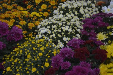 Kasımpatı çiçekleri olan bir çiçek tarhı, halka açık bir parkta güzel bir kompozisyon, güzel çiçek arkaplanı.