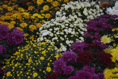 Kasımpatı çiçekleri olan bir çiçek tarhı, halka açık bir parkta güzel bir kompozisyon, güzel çiçek arkaplanı.