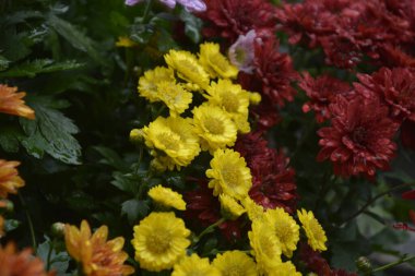 Kasımpatı çiçekleri olan bir çiçek tarhı, halka açık bir parkta güzel bir kompozisyon, güzel çiçek arkaplanı.