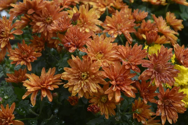 开着菊花的花 公园里的构图优美 花朵的背景美丽 — 图库照片