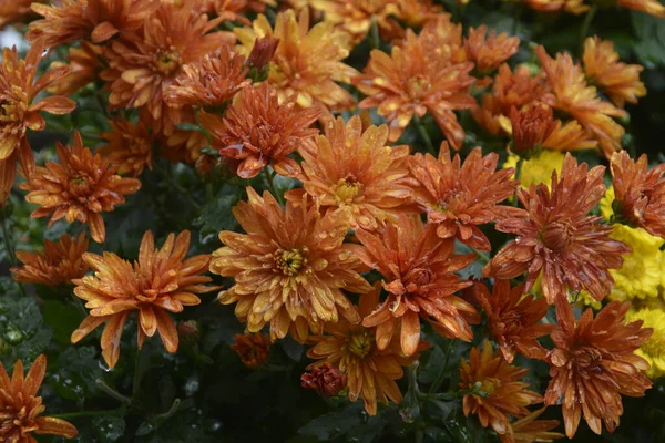 Flowerbed Chryzantemy Kwiaty Piękna Kompozycja Parku Publicznym Piękne Tło Kwiatów — Zdjęcie stockowe