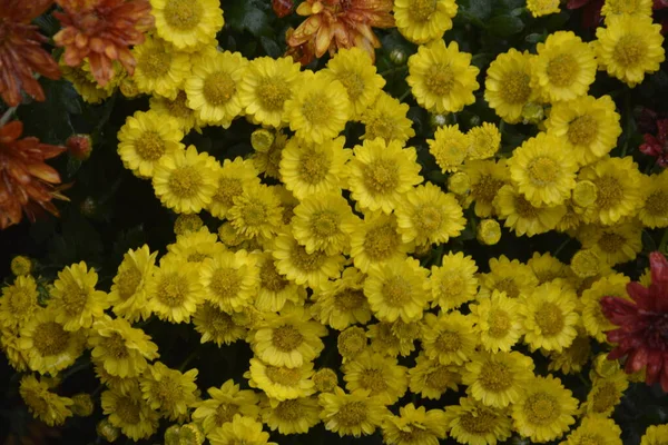 Blumenbeet Mit Chrysanthemenblüten Schöne Komposition Einem Öffentlichen Park Schöner Hintergrund — Stockfoto