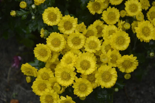 Květinový Záhon Květy Chryzantémy Krásná Kompozice Veřejném Parku Krásné Zázemí — Stock fotografie