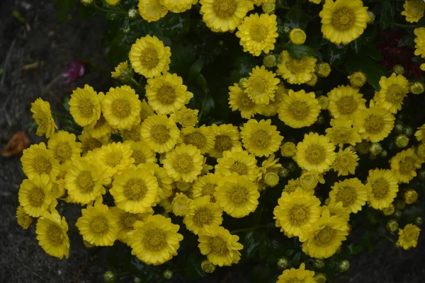 Lit Fleurs Avec Des Fleurs Chrysanthème Belle Composition Dans Parc — Photo