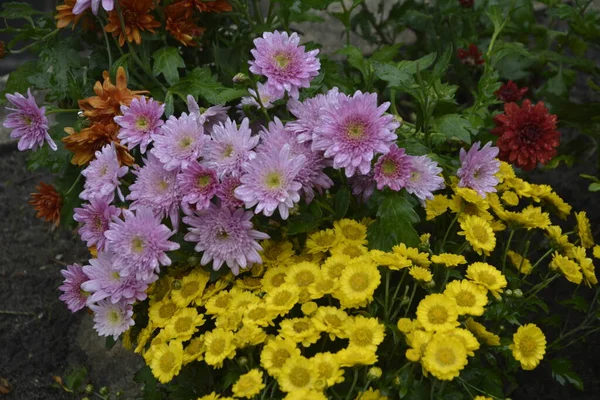 Arriate Flores Con Flores Crisantemo Hermosa Composición Parque Público Hermoso —  Fotos de Stock