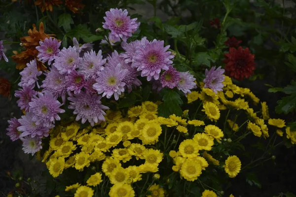 开着菊花的花 公园里的构图优美 花朵的背景美丽 — 图库照片