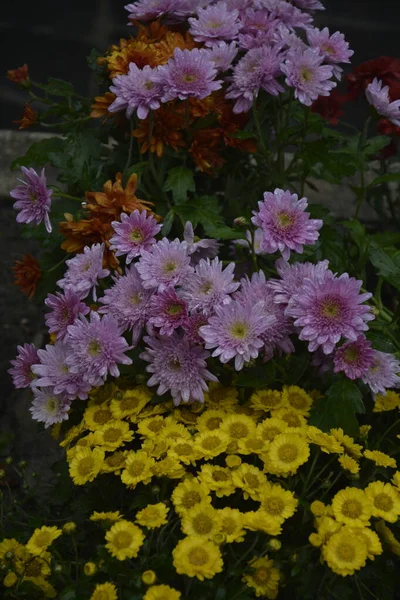 Клумба Квітами Хризантеми Красива Композиція Громадському Парку Красивий Фон Квітів — стокове фото