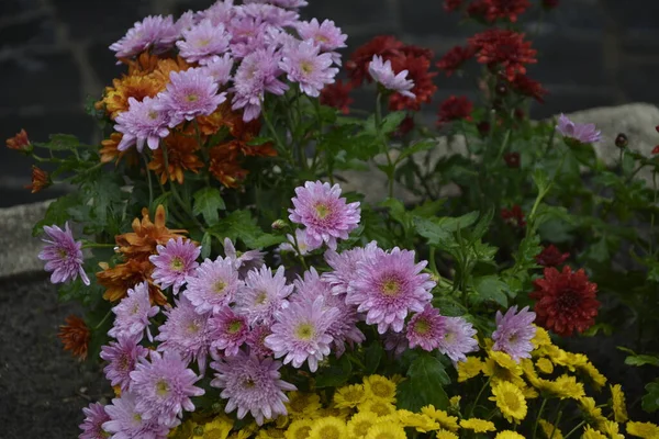 Canteiro Flores Com Flores Crisântemo Bela Composição Parque Público Belo — Fotografia de Stock