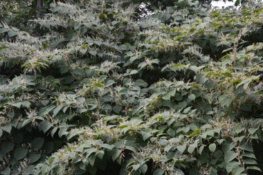 Japon knot otu, Reynoutria japonik. Bahar aylarında yenilebilir ama istilacı Japon düğümünün genç kırmızımsı filizleri. Diğer bitkileri yok eder ve kışın ölünce erozyon başlar..