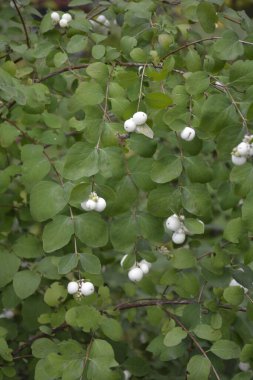 Beyaz böğürtlenli Symphoricarpos albusu (yaygın kardudu). Caprifoliaceae veya hanımeli ailesi.