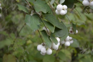 Beyaz böğürtlenli Symphoricarpos albusu (yaygın kardudu). Caprifoliaceae veya hanımeli ailesi.