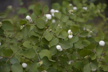 Beyaz böğürtlenli Symphoricarpos albusu (yaygın kardudu). Caprifoliaceae veya hanımeli ailesi.