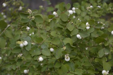 Beyaz böğürtlenli Symphoricarpos albusu (yaygın kardudu). Caprifoliaceae veya hanımeli ailesi.