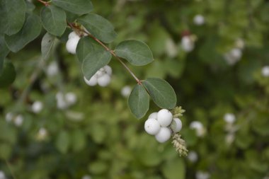Beyaz böğürtlenli Symphoricarpos albusu (yaygın kardudu). Caprifoliaceae veya hanımeli ailesi.