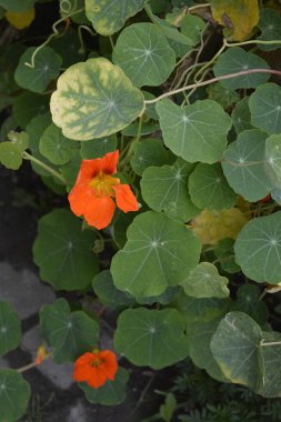Nasturtium çiçek yatağı. Nasturtiyum - geleneksel tıbbi, yiyecek ve yuvarlak yapraklı süs bitkisi ve parlak turuncu, sarı veya kırmızı yenilebilir çiçekler.