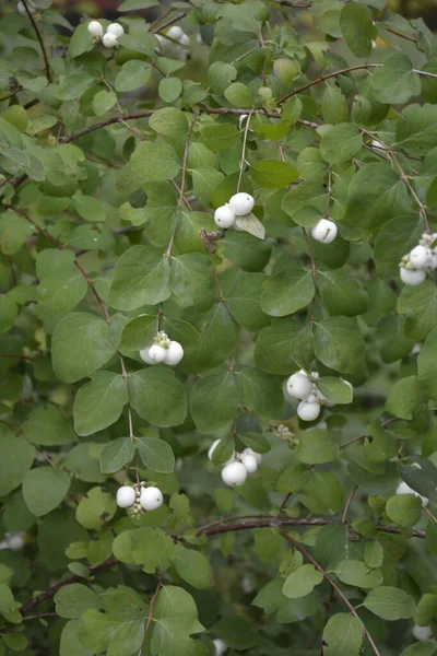 Symphoricarpos Albus Gemeine Schneebeere Pflanze Mit Weißen Beeren Caprifoliaceae Oder — Stockfoto