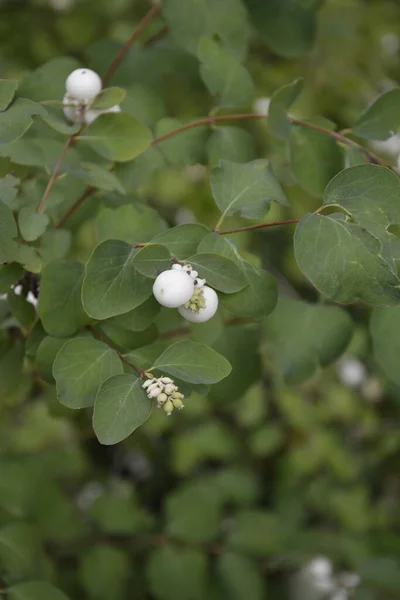 Symphoricarpos Albus Gemeine Schneebeere Pflanze Mit Weißen Beeren Caprifoliaceae Oder — Stockfoto