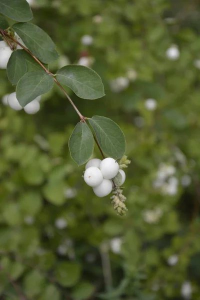 Symphoricarpos Albus Vanlig Snöbär Växt Med Vita Bär Caprifoliaceae Eller — Stockfoto