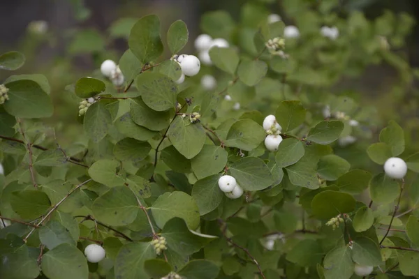 Symphoricarpos Albus Snowberry Comum Planta Com Bagas Brancas Caprifoliaceae Família — Fotografia de Stock