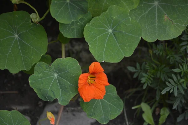 Nasturzio Pianta Medicinale Alimentare Ornamentale Tradizionale Con Foglie Rotonde Fiori — Foto Stock