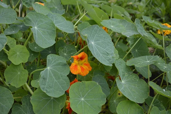 Nasturtium Flower Bed Nasturtium Traditional Medicinal Food Ornamental Plant Leaves — Stock Photo, Image