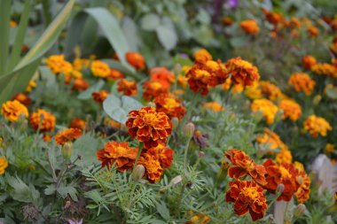 Bahçedeki güzel Marigold çiçeğini (Tagetes erecta, Meksika, Aztek veya Afrika kadife çiçeği) kapatın. kadife çiçeği sarısı, turuncu, mor renkli ve hafif dalgalı yapraklı. Küresel gonca.