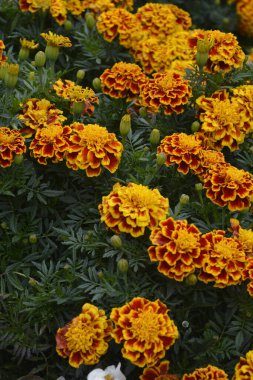 Bahçedeki güzel Marigold çiçeğini (Tagetes erecta, Meksika, Aztek veya Afrika kadife çiçeği) kapatın. kadife çiçeği sarısı, turuncu, mor renkli ve hafif dalgalı yapraklı. Küresel gonca.
