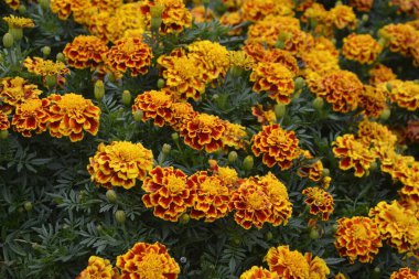 Bahçedeki güzel Marigold çiçeğini (Tagetes erecta, Meksika, Aztek veya Afrika kadife çiçeği) kapatın. kadife çiçeği sarısı, turuncu, mor renkli ve hafif dalgalı yapraklı. Küresel gonca.