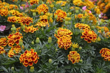 Bahçedeki güzel Marigold çiçeğini (Tagetes erecta, Meksika, Aztek veya Afrika kadife çiçeği) kapatın. kadife çiçeği sarısı, turuncu, mor renkli ve hafif dalgalı yapraklı. Küresel gonca.