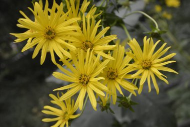 Silphium perfoliatum, Asteraceae (Asteraceae) familyasından bir bitki türü.