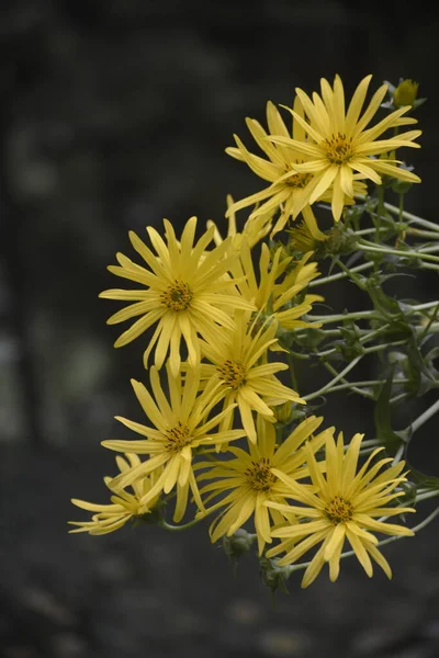 Silphium Perfoliatum Die Becherpflanze Ist Eine Blütenpflanze Aus Der Familie — Stockfoto
