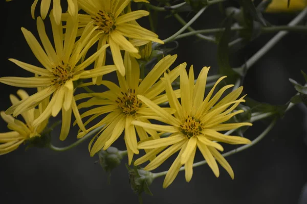 Silphium Perfoliatum Die Becherpflanze Ist Eine Blütenpflanze Aus Der Familie — Stockfoto