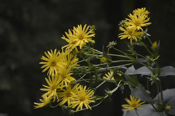 Silphium Perfoliatum Pianta Coppa Pianta Coppa Una Specie Pianta Fiore — Foto Stock