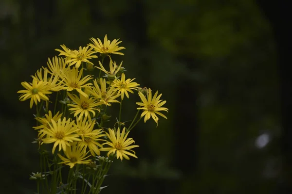 Silphium Perfoliatum Pianta Coppa Pianta Coppa Una Specie Pianta Fiore — Foto Stock