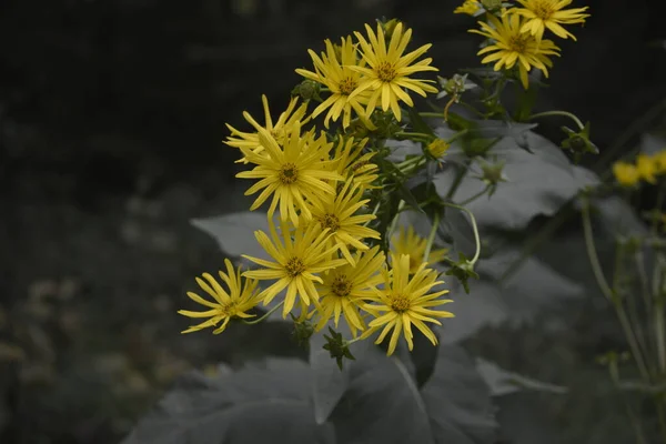 Silphium Perfoliatum Pohár Rostlina Nebo Pohár Rostlina Druh Kvetoucí Rostliny — Stock fotografie