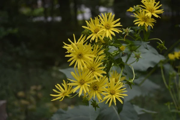 Silphium Perfoliatum Die Becherpflanze Ist Eine Blütenpflanze Aus Der Familie — Stockfoto