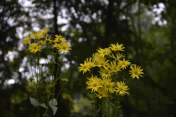 Silphium Perfoliatum Pianta Coppa Pianta Coppa Una Specie Pianta Fiore — Foto Stock