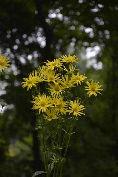 Silphium Perfoliatum Die Becherpflanze Ist Eine Blütenpflanze Aus Der Familie — Stockfoto