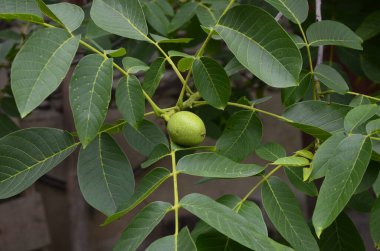 Yapraklı bir dalda asılı yeşil ceviz meyveleri. Üç yeşil fındıklı ceviz ağacı. Bahçede olgunlaşmamış meyvelerle yeşil cevizli brunch..