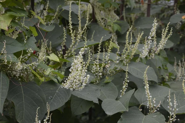 Japonês Knotweed Reynoutria Japonica Young Brotos Avermelhados Comestível Mas Invasivo — Fotografia de Stock