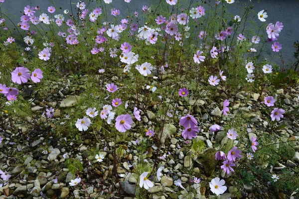Cosmos Λουλούδια Ανθίζουν Στον Κήπο Φυσικό Λουλούδια Σκηνή Άνθηση Του — Φωτογραφία Αρχείου
