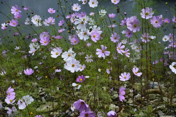 Cosmos Bloemen Bloeien Tuin Natuurlijke Bloemen Scène Van Bloeien Van — Stockfoto