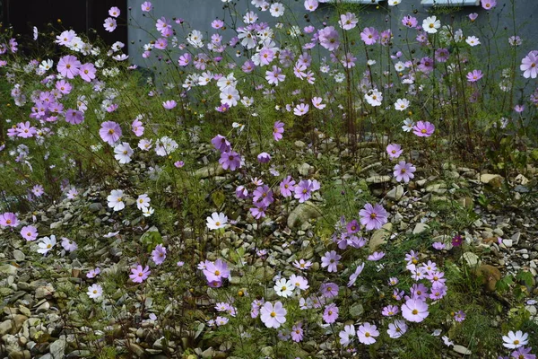 Fleurs Cosmos Fleurissant Dans Jardin Fleurs Naturelles Scène Floraison Rose — Photo