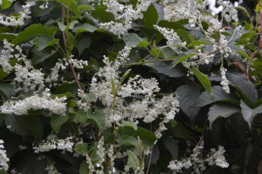 Botanik bahçesinde çokgonum auberti çiçeği beyaz çiçek kümeleri