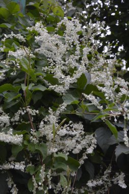 Botanik bahçesinde çokgonum auberti çiçeği beyaz çiçek kümeleri