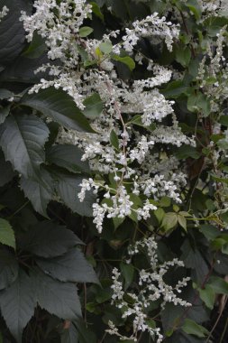 Botanik bahçesinde çokgonum auberti çiçeği beyaz çiçek kümeleri